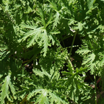 Citronella Essential Oil | Purify Your Space, Protect Your Wellbeing - 15ml