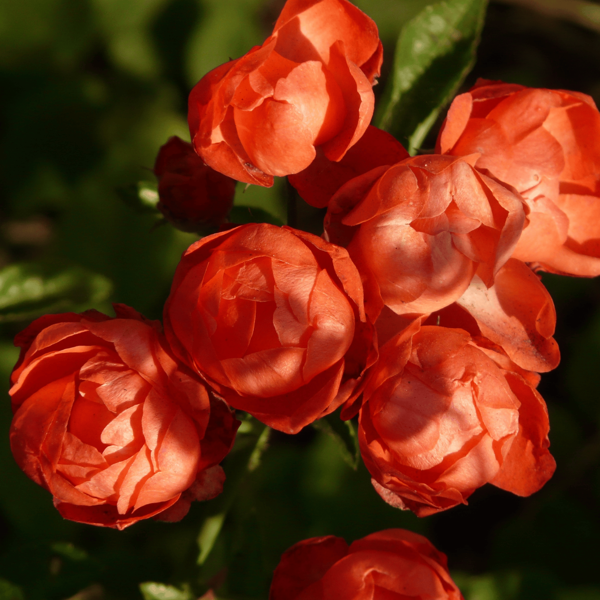 Blossoming Floral Oils