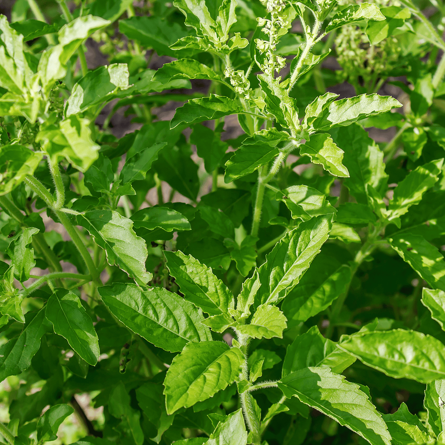 African Basil (Ocimum gratissimum) Essential Oil | Elevate Your Well-being - 15ml