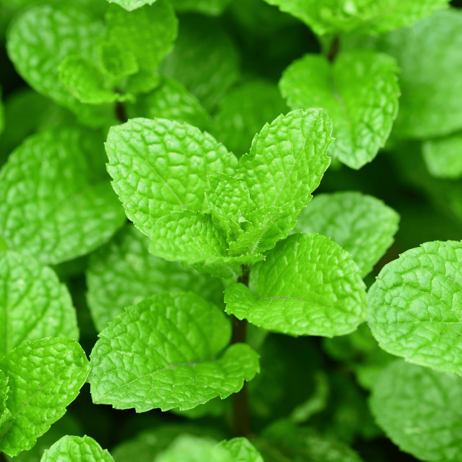 Peppermint Essential Oil | Cool Clarity and Natural Relief - 15ml