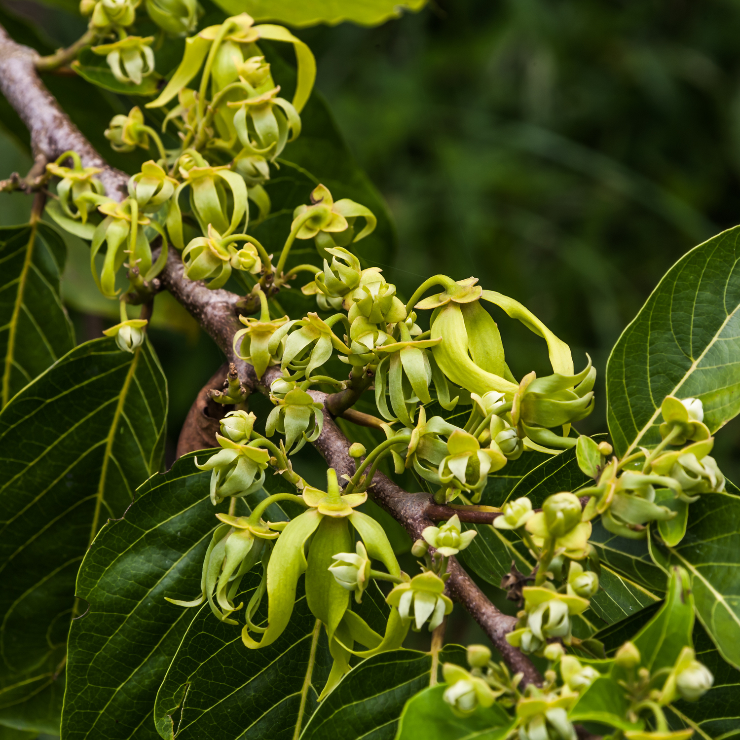 Ylang-Ylang Essential Oil | Soothe the Senses, Uplift the Spirit - 15m