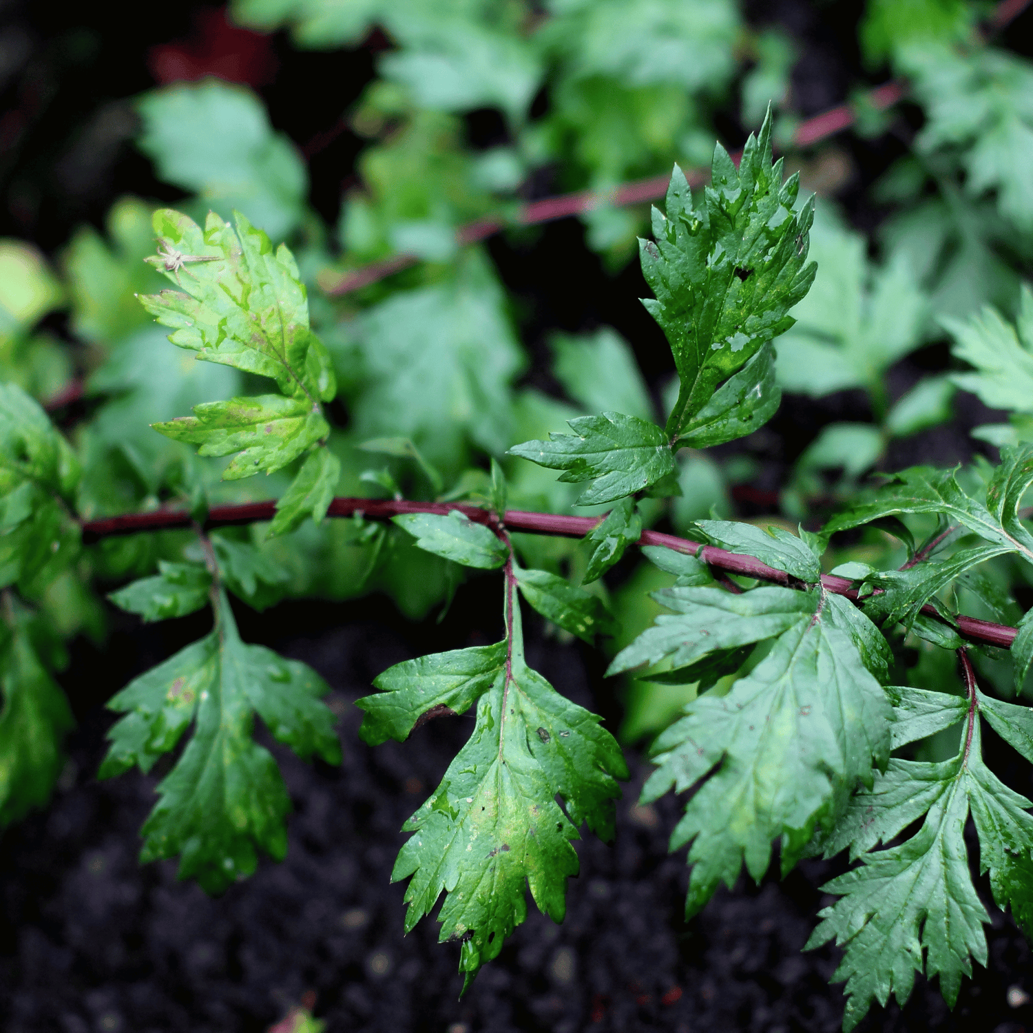 Asiatic wormwood Essential Oil | Embrace Nature's Healing - 15ml