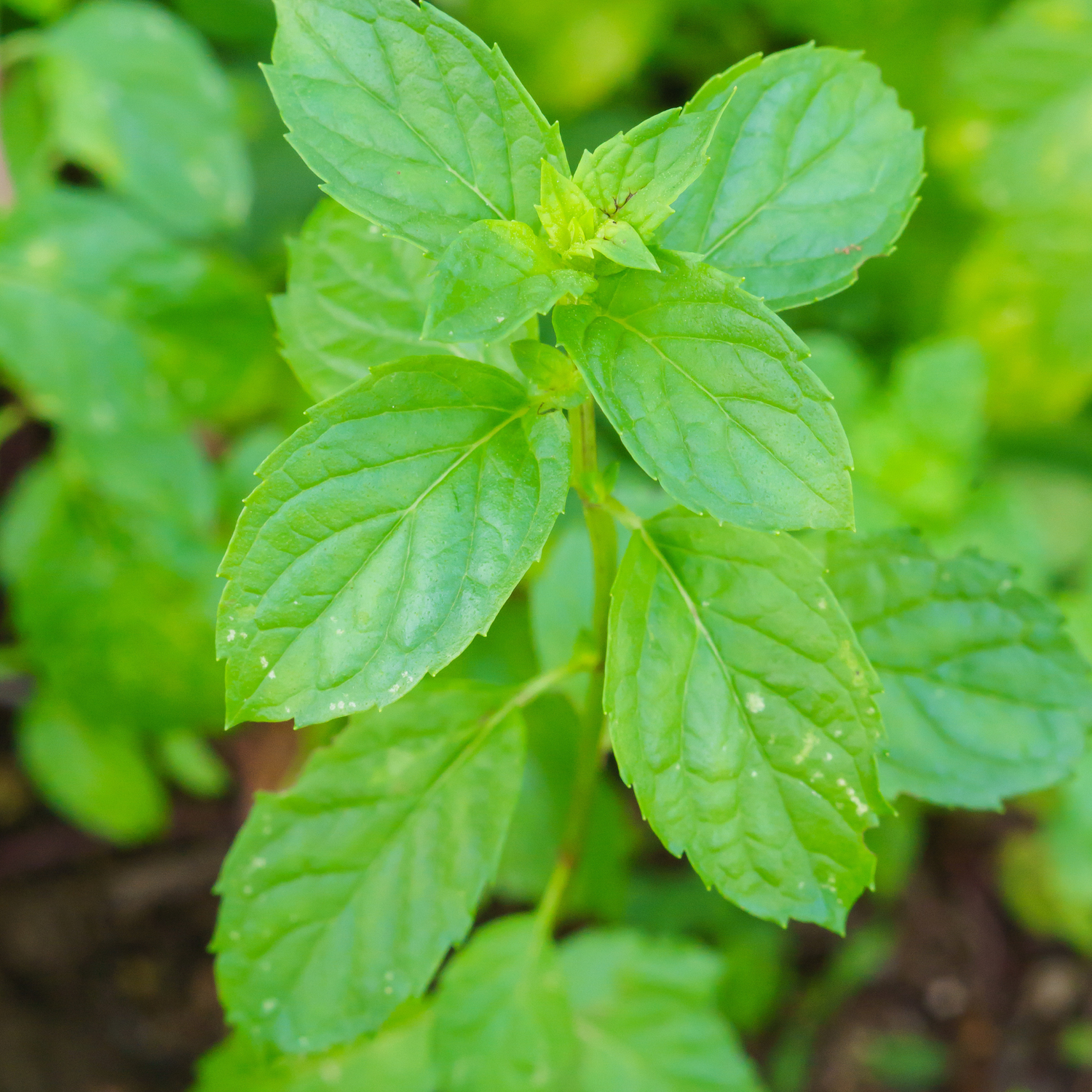 Spearmint Essential Oil | Refresh, Revive, and Restore - 15ml